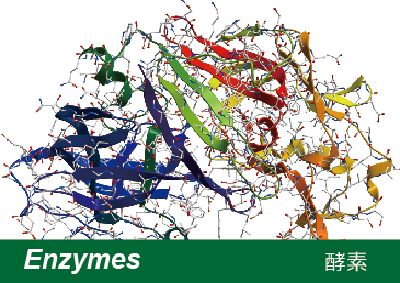 酵素